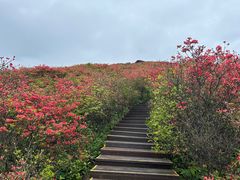 -大围山国家森林公园