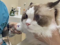-安安宠医宠物医院·异宠·犬猫内科(岳阳分院)