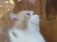 -滚猫咖啡·猫咖·猫友好撸猫(未来城店)