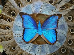 -上海昆虫博物馆