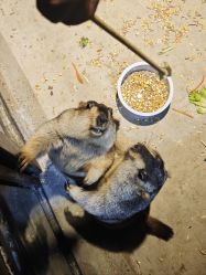 -酷嗒动物文化乐园(cutezoo西溪乐天城店)