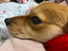 -凯瑞希宠物医院·狂犬免疫·微创·皮肤科