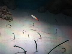 -暹罗海洋世界
