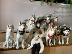 -Husky Go! 哈士奇体验馆·宠物咖啡厅狗咖
