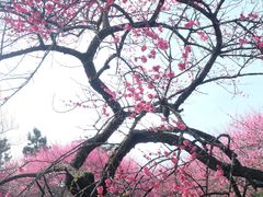 -杭州植物园