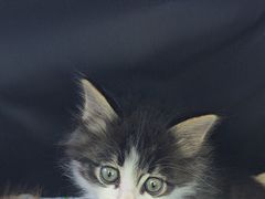 -达爱动物医院·犬猫分区·CT·复杂眼科(远洋山水分院)