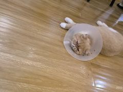 -滚猫咖啡·猫咖·猫友好撸猫(未来城店)