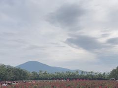 -亚龙湾国际玫瑰谷
