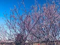 -香融府·烤鸭·家常菜(花乡奥莱店)