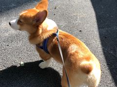 -佳百利宠物(荣乐中路115弄小区店)