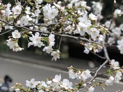 -武汉大学-樱园