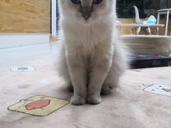 -冰川延边料理·炭烤串(原小木屋店)