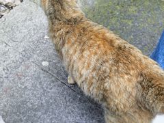 -普陀山慧济禅寺