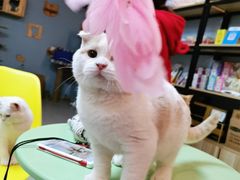 -柚子猫舍·精品猫舍购猫·猫咪认养·购宠·宠物店