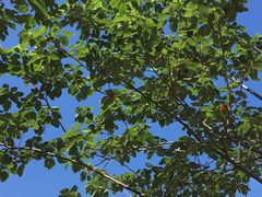 -吉野家(秀谷店)