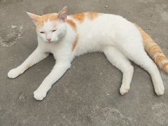 -猫岛主趣味餐厅(鼓浪屿店)