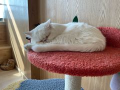 -猫腻·猫咖·撸猫馆(星光大道店)