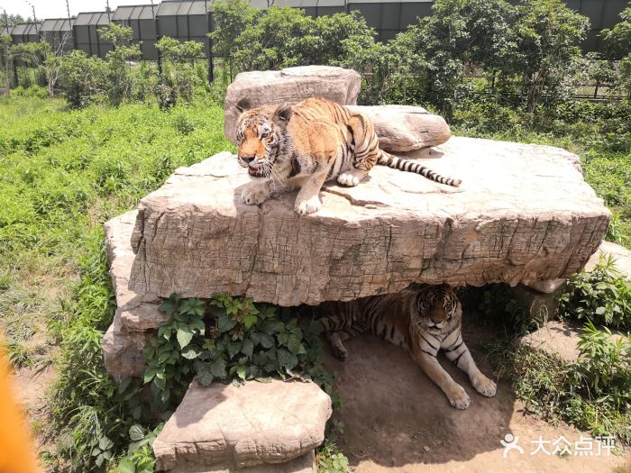 上海野生動物園圖片 - 第12張