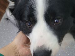 -心仪动物医院·牙专科·肿瘤·心脏科(西客站院)