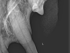 -北京赛佳动物医院