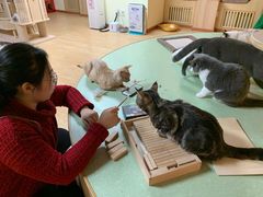 -猫和宫(六道口店)
