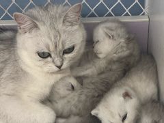 -喵的天空名猫咖啡馆·撸猫·猫舍·用品