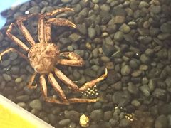 -蟹料理 北海道かに将軍(札幌本店)