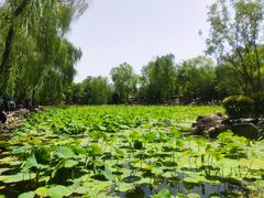 -莲湖公园