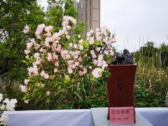 -琴亭湖公园