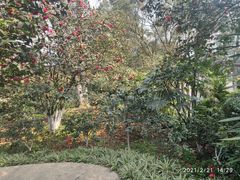 -南山植物园