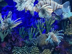 -上海海洋水族馆