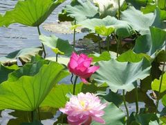 -荷塘月色湿地公园·向阳花洲