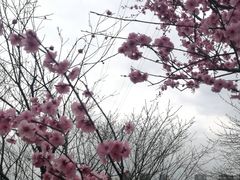 -重庆彩云湖湿地公园