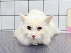 -BABIT巴比特宠物(MOMOPARK店)