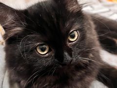 -创凡宠物医院·骨专科  猫科中心(西乡分院)