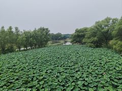 -北京麋鹿生态实验中心