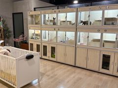 -麒麟缅因猫舍·十五年缅因猫选购中心