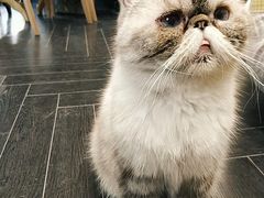 -猫色咖啡·猫咖