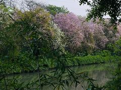 -广东花都湖国家湿地公园
