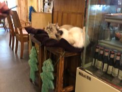 -猫色咖啡·猫咖