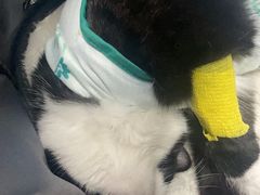 -谐和贝康宠物医院24小时·宠保定点(急重症转诊中心)