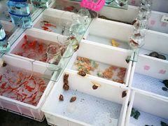 -哈尔滨道外花鸟鱼市场