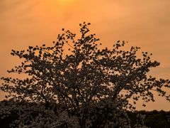 -高东镇樱花园