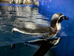 -太平洋海底世界