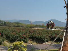 -亚龙湾国际玫瑰谷