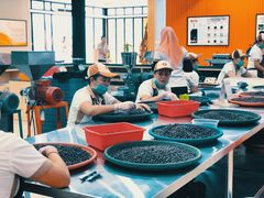 -巴厘岛黄金金兔咖啡工厂