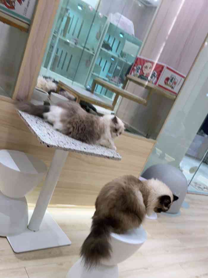 babydoll猫舍工作室(来福士店)-"【项目】宠物售卖环境空间非常明亮的