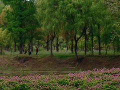 -蜀冈西峰生态公园