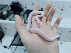 -Moni星球萌宠·小马宝莉·灵蛇·高端高阶全萌宠互动体验俱乐部(红豆国际广场店)
