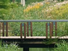 -贡湖湾湿地公园